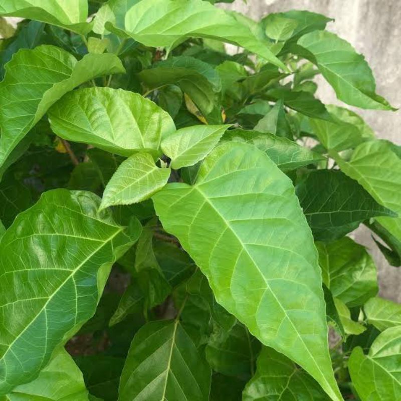 

DAUN SINGKIL/DAUN BUAS BUAS MURAH 300g