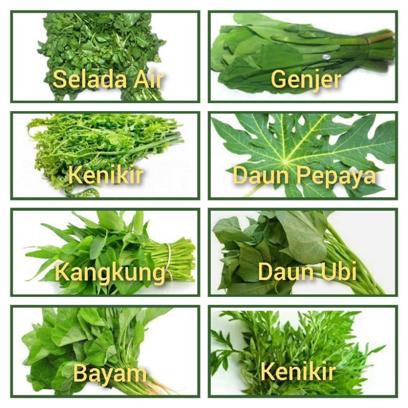 

KANGKUNG / BAYAM / KENIKIR / DAUN SINGKONG / DAUN UBI / KEMANGI / PAKIS