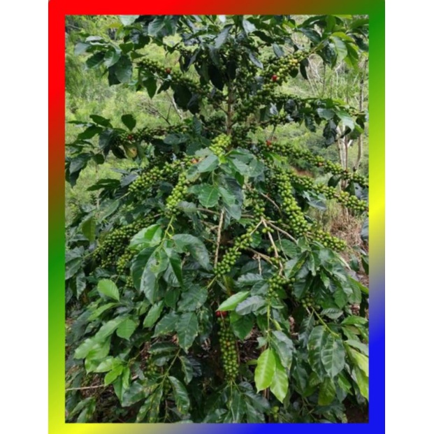 Benih Biji Kopi Ateng Super Virietes Ateng Super 1 kg