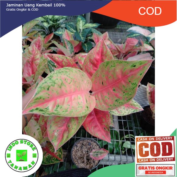 aglonema mahasety