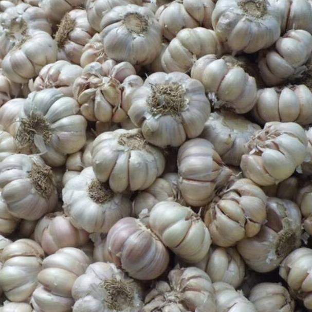 

Grosir Bawang Putih Honan Bersih per 1 kg CPV