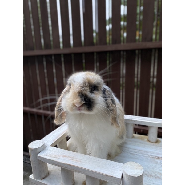Kelinci Holland Lop Junior Trico Jantan