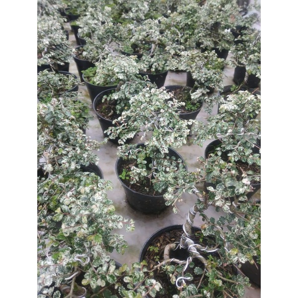 bonsai ulmus micro varigata