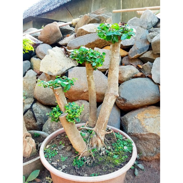 bahan bonsai serut subur jumbo real pict