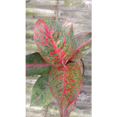 aglaonema red stardust aglaonema cantik aglaonema murah tanaman hias