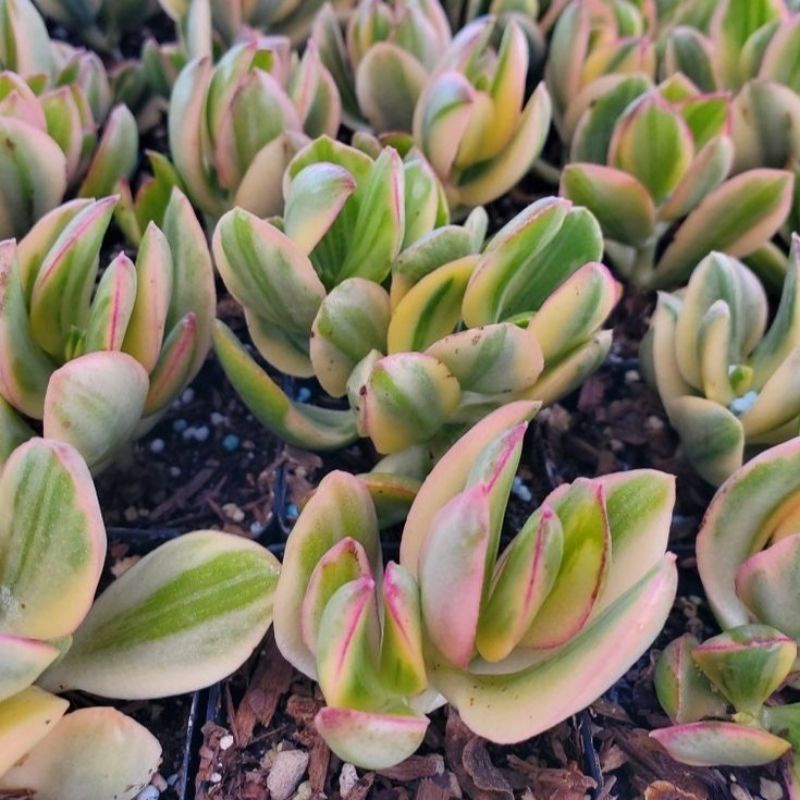 Sukulen Jade Plant Variegata