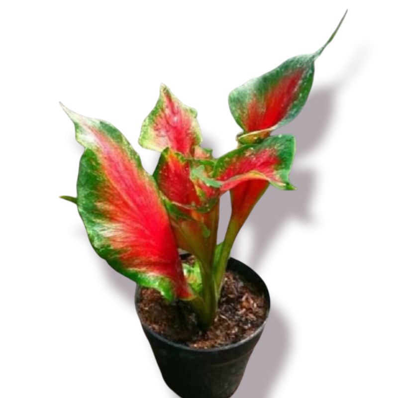 Tanaman hias red apeacock/Caladium Red peacock Full Red Menor / Tanaman Hias Hidup Murah Bukan Bongg