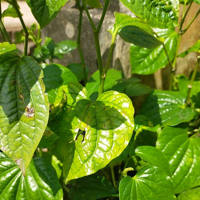 

Daun sirih tanah