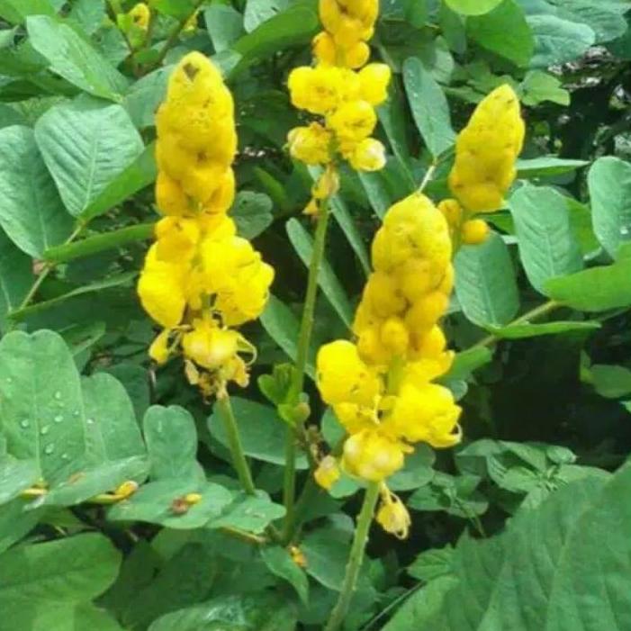 

9.9 FLASH SALE Daun ketepeng segar kimanila(500gram) !!!