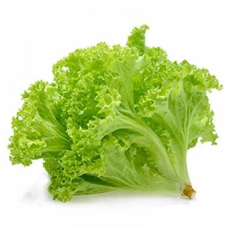 

Selada Keriting Organik 500 gr