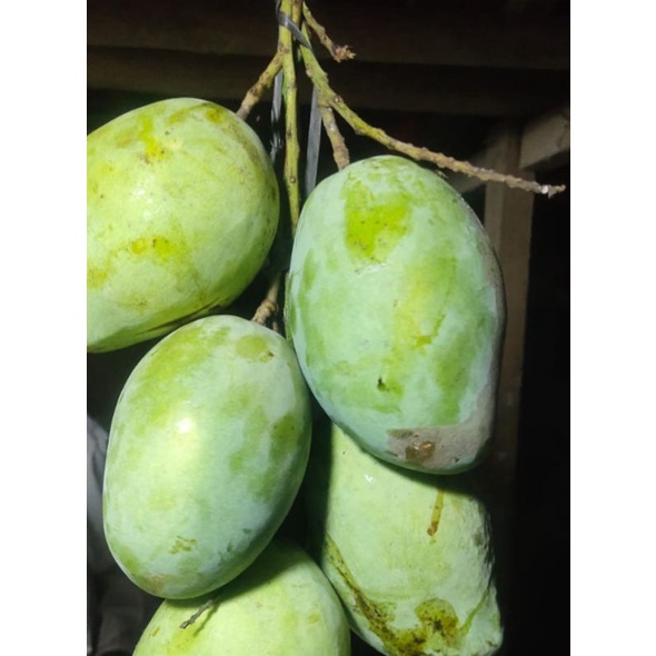 

mangga Indramayu fresh 1kg isi tebal dan enak