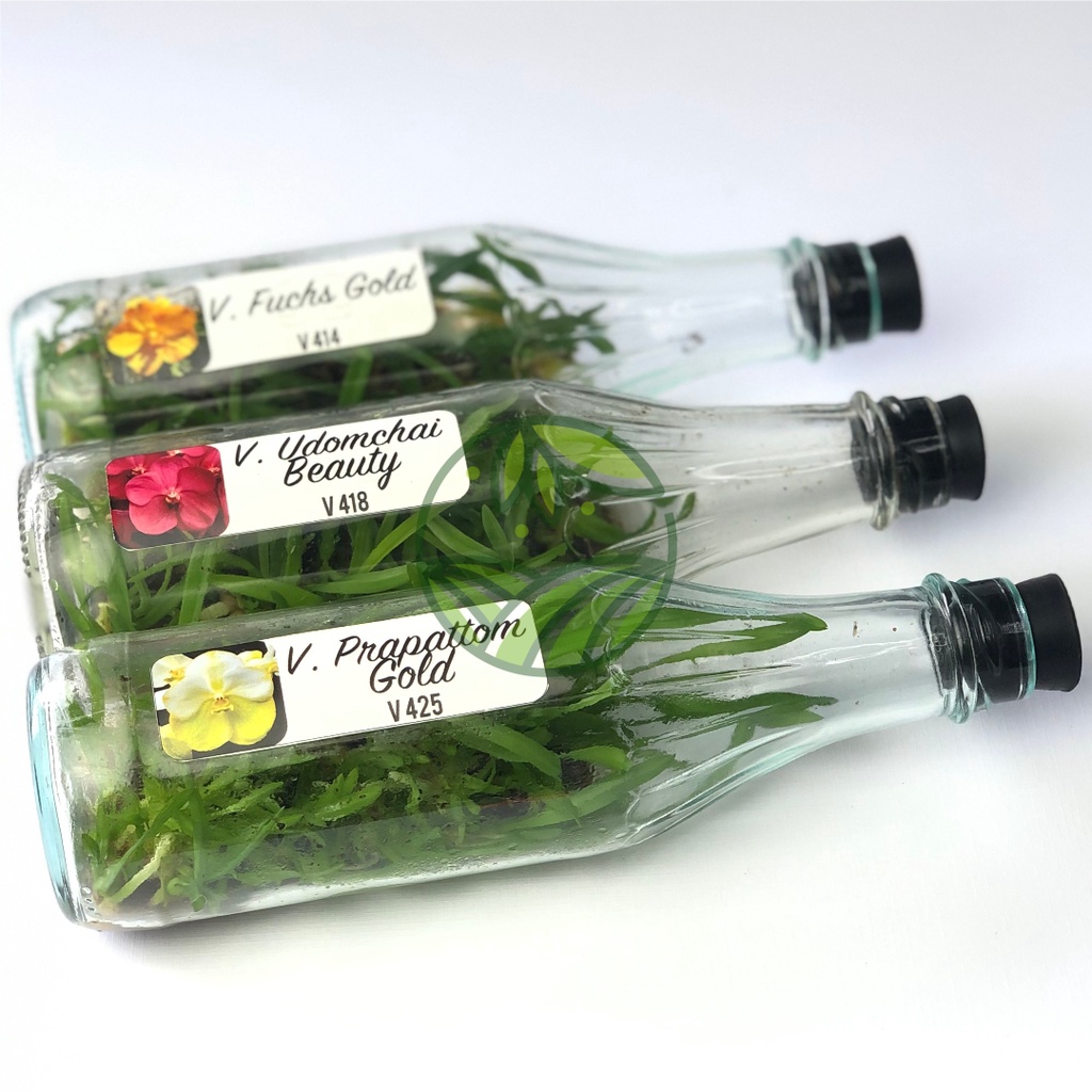 Anggrek Vanda Import Botolan Kultur Jaringan Bibit Anggrek Vanda Bunga Hias