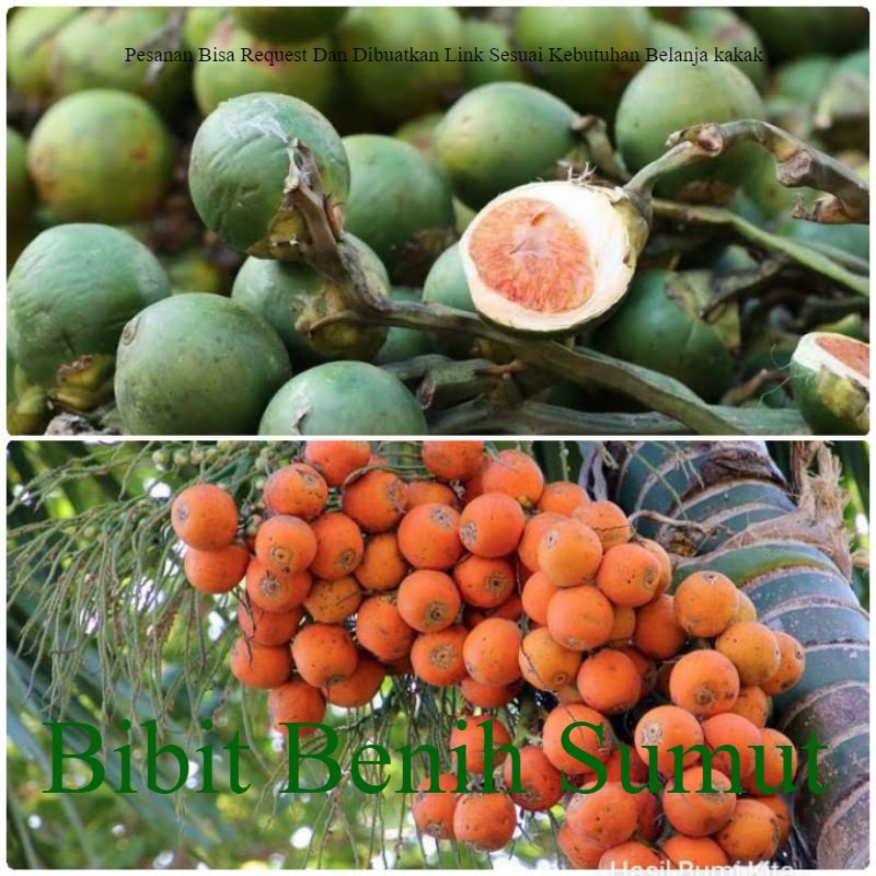 

Pinang Tua & Muda 200gram Jambe Pinang Segar Fresh Herbal Bila ingin order banyak bisa kami buatkan link khusus ya kak