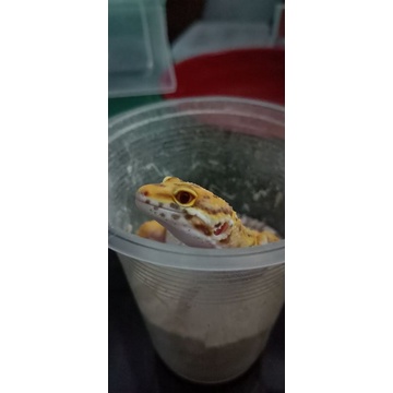 Mainan Anak Leopard Gecko Bell Lavender Murah