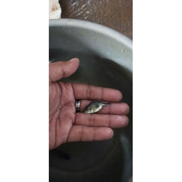 ikan pbass mono short body