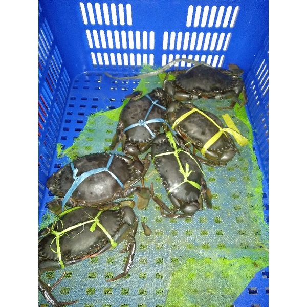 kepiting bakau kepiting hidup uk -+400gr