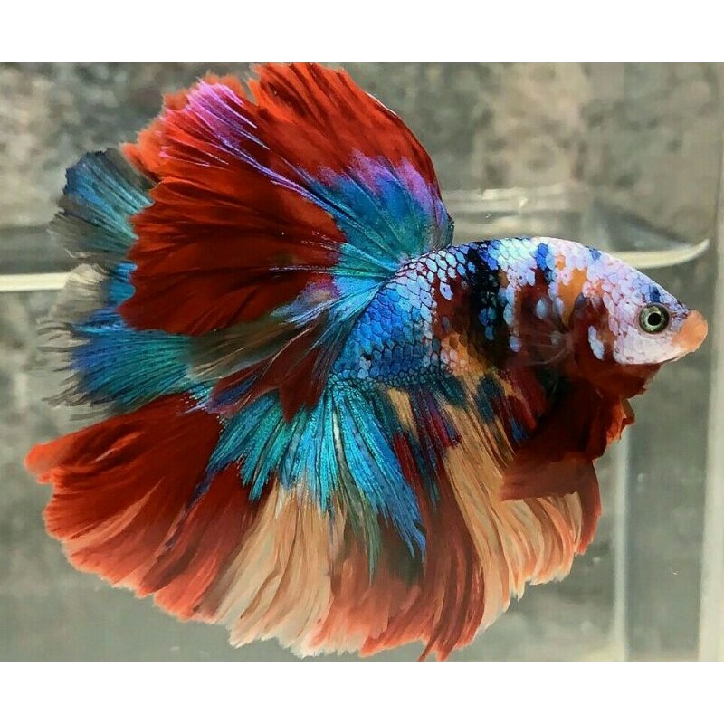 Satu Pasang Halfmoon Multicolor Male Female