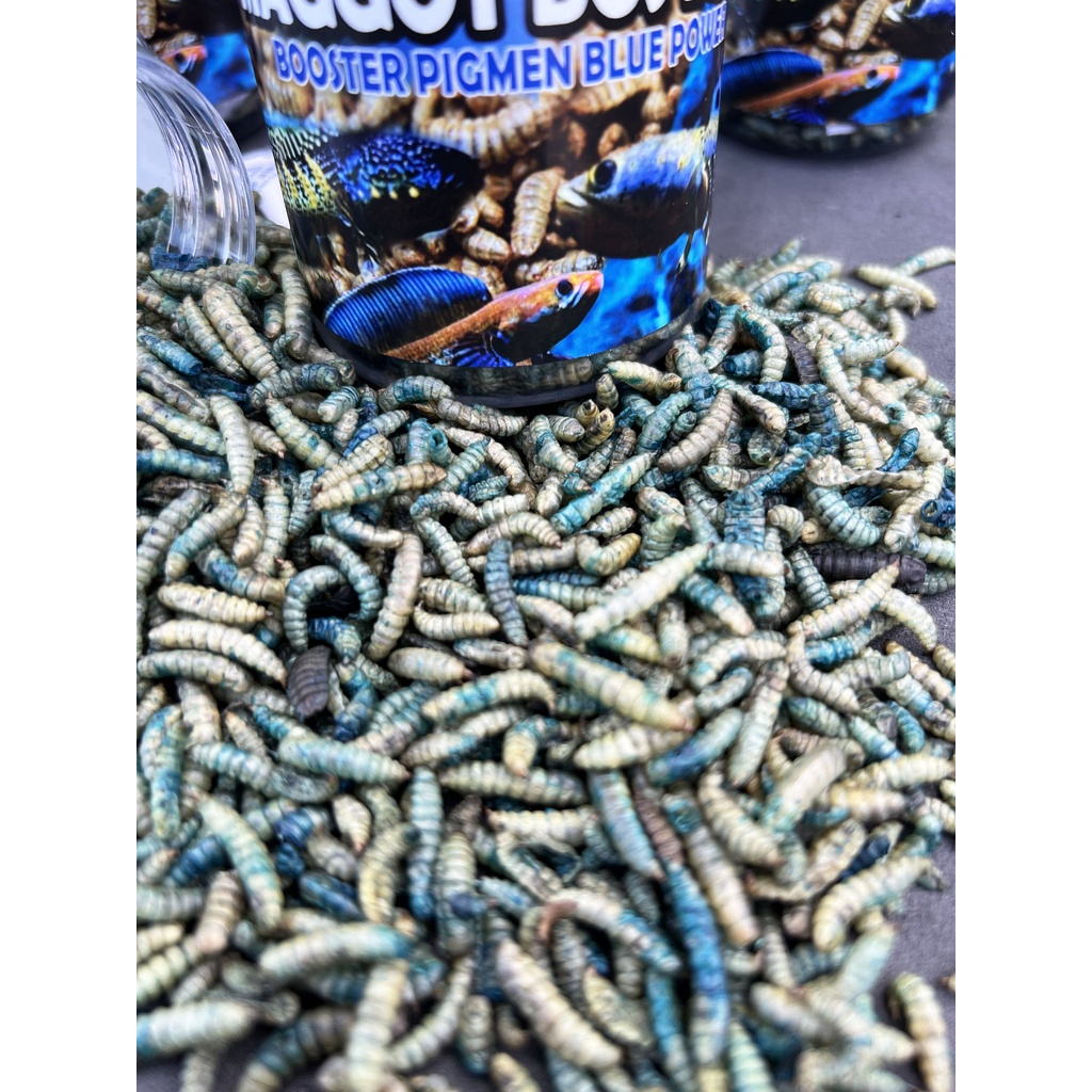 MAGGOT BLUE (BIRU) @BOS BOS QU GRADE A+ FREE STIKER 30 GRAM