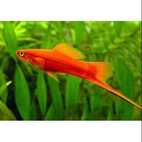 Ikan hias Platy pedang merah simsphone aquascpe aquarium
