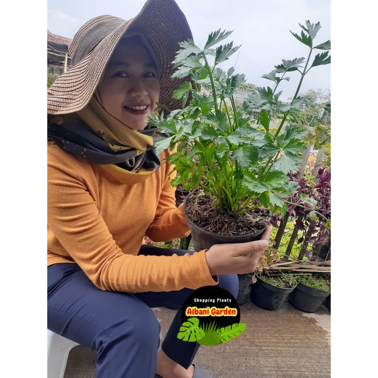 Bibit Seledri Hidup Siap Tanam Benih Sayuran Jumbo