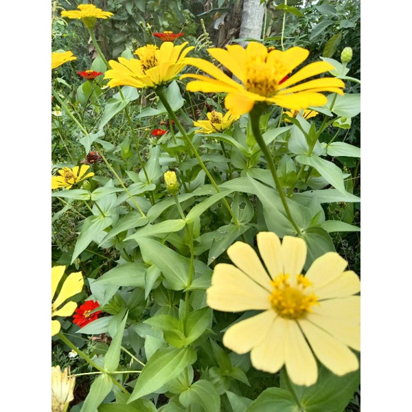 

Biji benih bunga chrysanshemun Moon Daisy Krisan seruni 5 gr