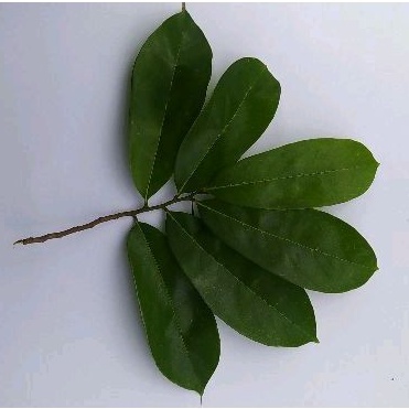 

Daun Sirsak Segar Organik