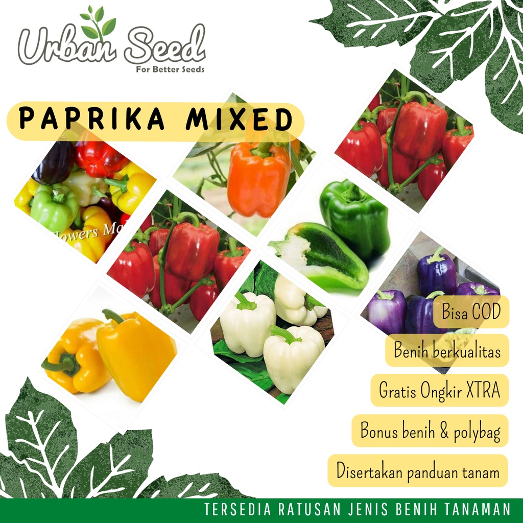 Benih Paprika Unggul | Aneka Bibit Biji Paprika Merah | Paprika Kuning | Paprika Ungu Benih Urban