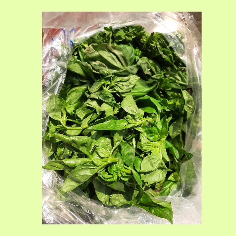 

Daun basil / basil leaves fresh