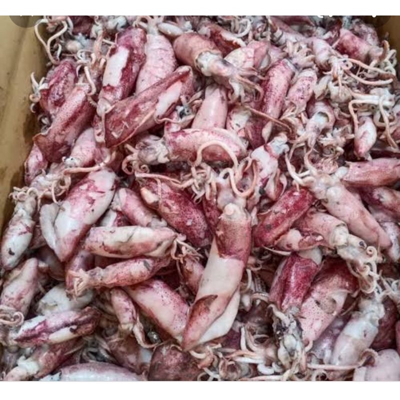 

cumi sotong segar 500gram