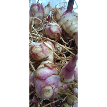 Umbi Ganyong Segar