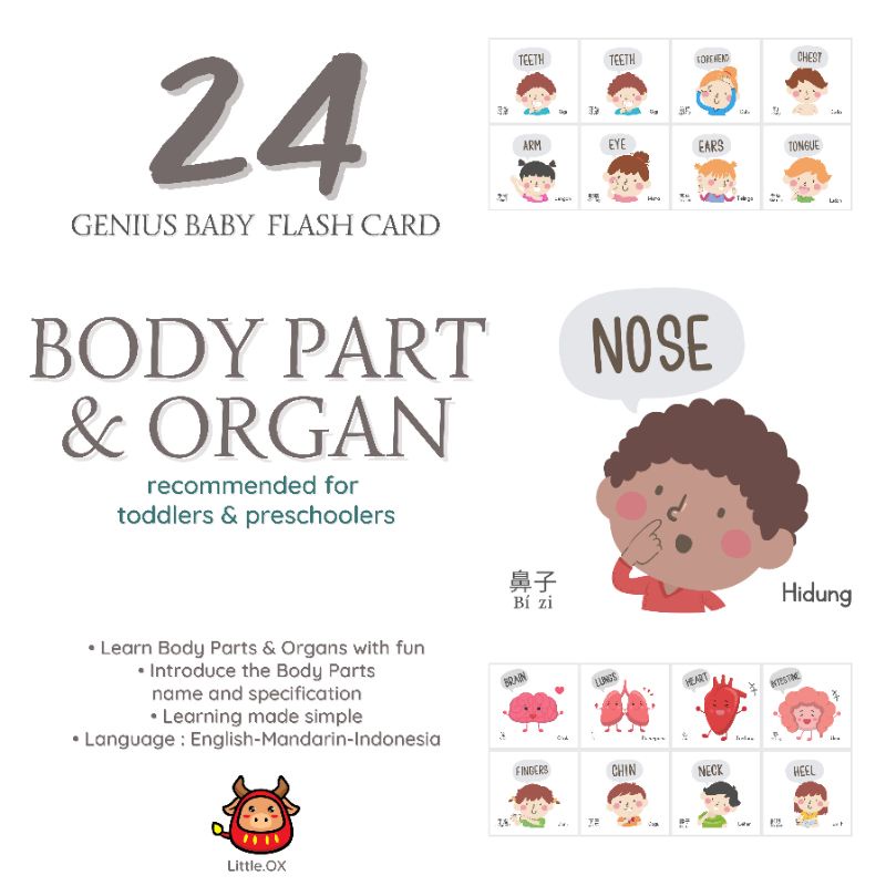 Flash card body parts and organ kids toddler kartu pintar anak belajar