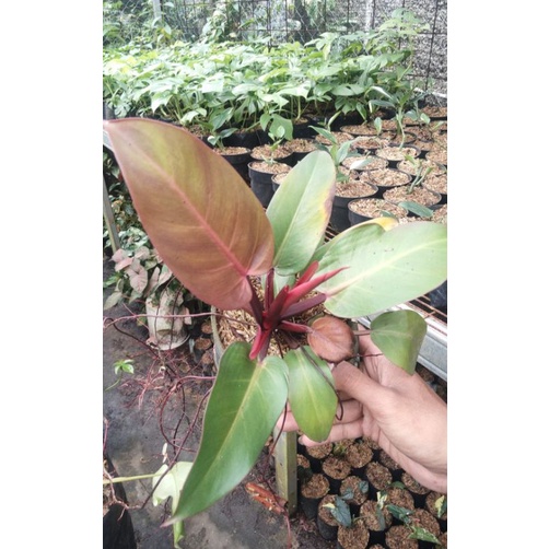 Philodendron Prince Of Orange