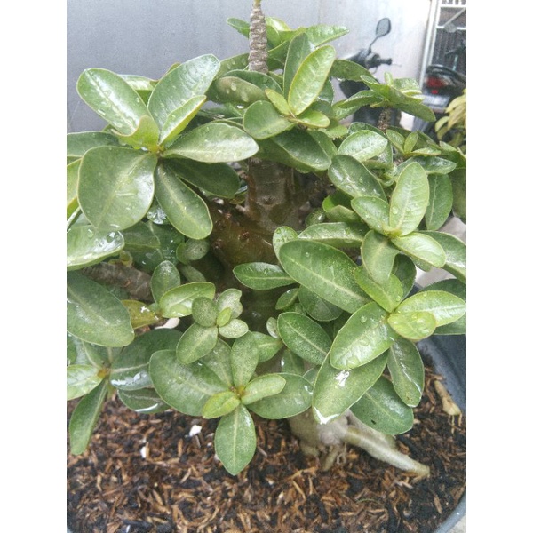 gogji adenium arabicum Thai soco rcn nsdd black
