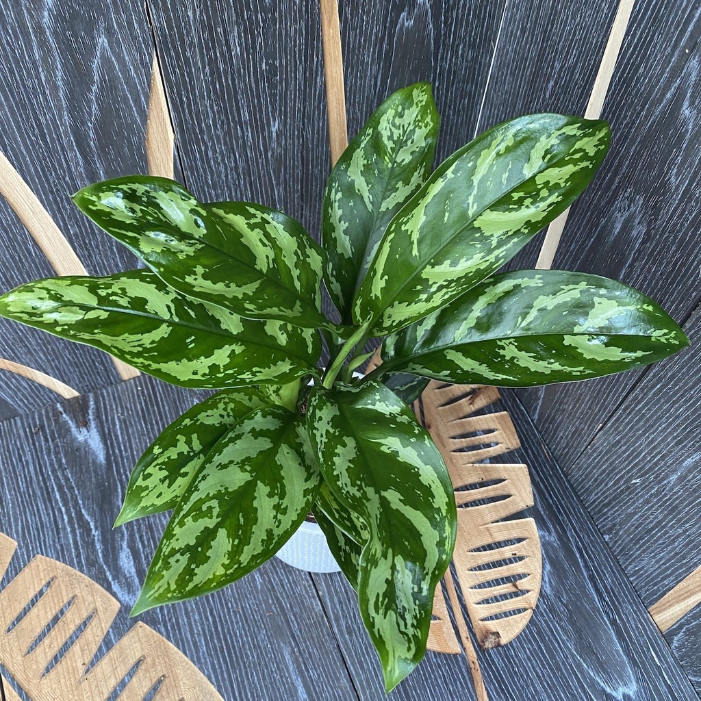 Tanaman Hias aglaonema Sri Rezeki