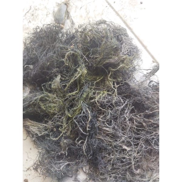 

Rumput Laut Gracilaria