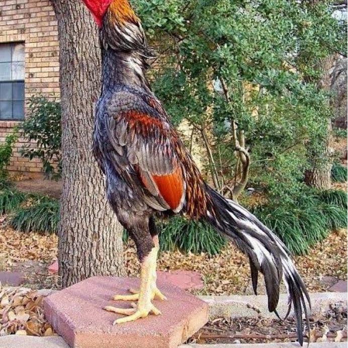 

[❤[NEW VARIANT!!!]❤]TELUR AYAM PETARUNG ADUAN BANGKOK PAKHOY UNTUK DITETASKAN