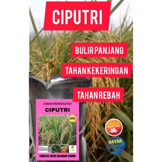 benih padi ciputri 1kg ciherang putri Ciherang malay panjang
