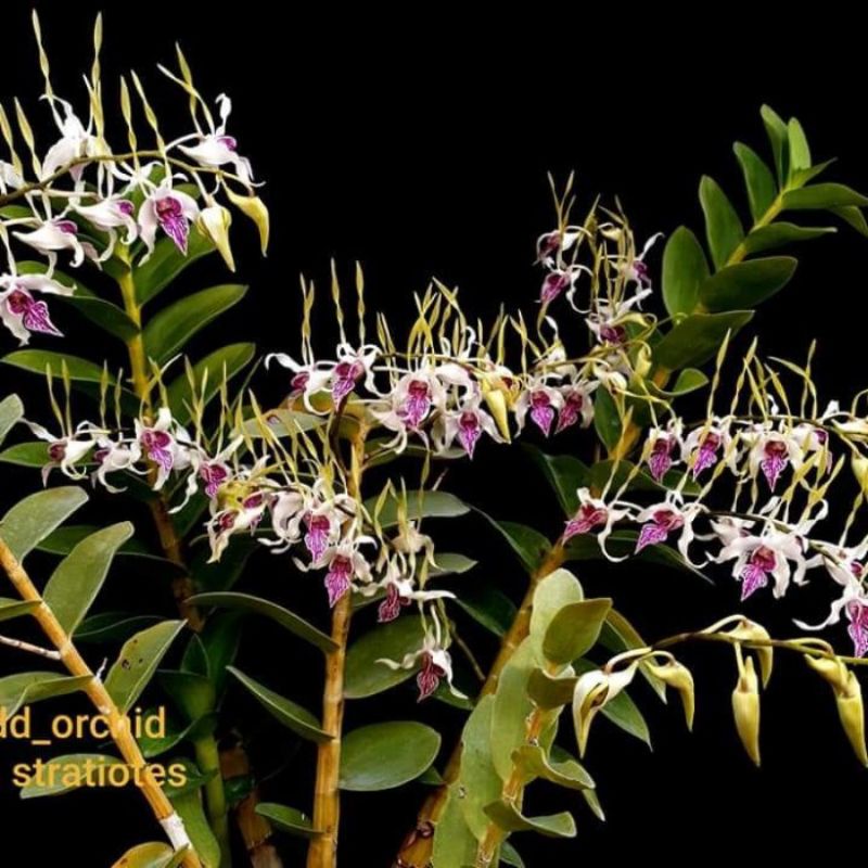 anggrek Dendrobium keriting // anggrek dewasa