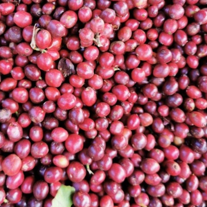 

Belanja Hore--Fresh Roast Espresso 1kg Equatoria Blend 1Kg buat Americano Cappuccino cafe Latte