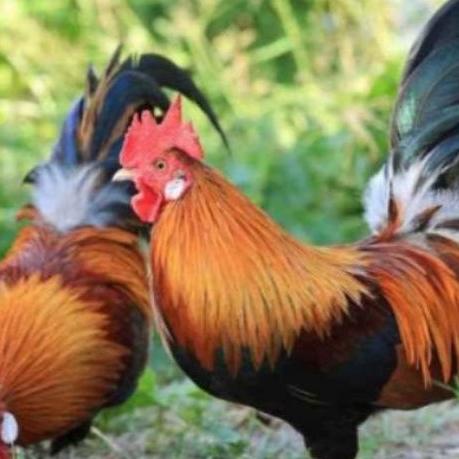 

Miliki Segera telur ayam hias hutan merah untuk ditetaskan 6KD