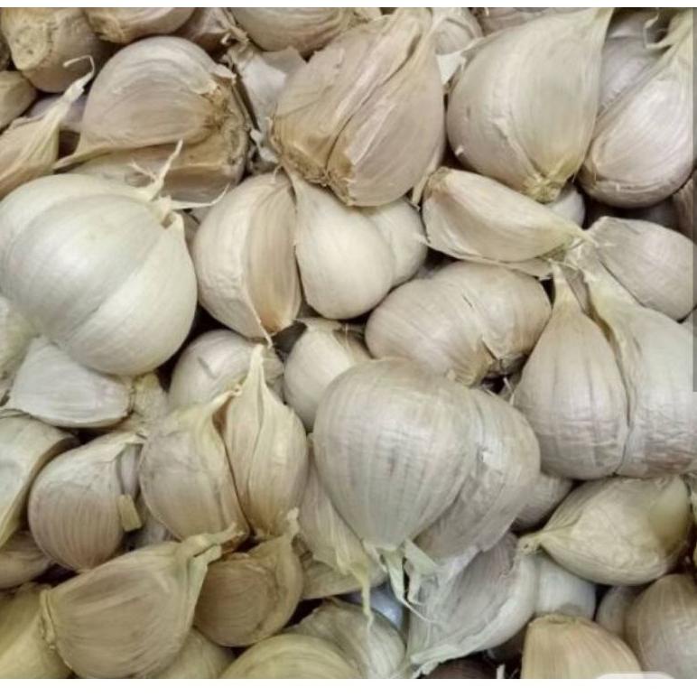 

㊤ Bawang putih Kating ル
