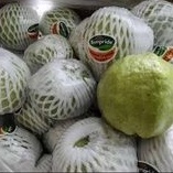 

Jambu Kristal Sunpride