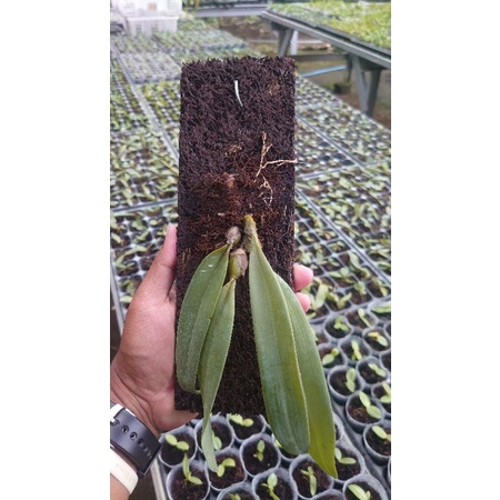 BULBOPYLLUM PRIDE OF PAPUA