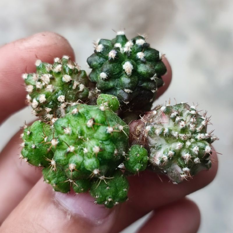 Kaktus Gymnocalycium T-rex Hybrid Langka Unik