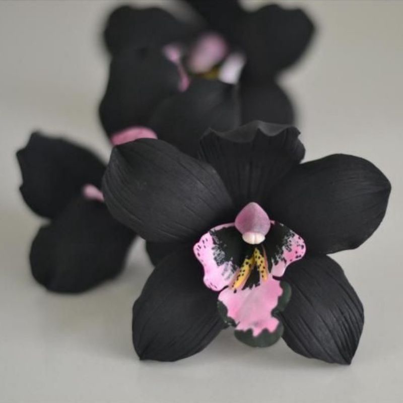 ANGGREK BULAN JUMBO BLACK PINK-sudah Spike/Knop BUNGA MEKAR