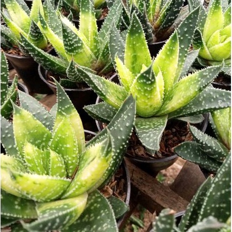 Sukulen Gasteraloe Flow