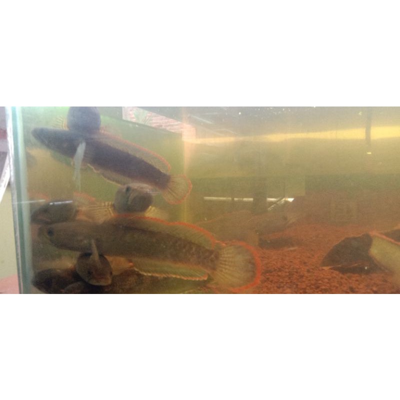 Channa limbata 15-20cm