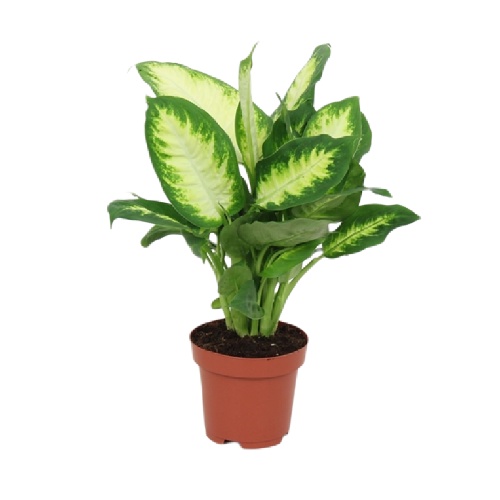 Tanaman Hias Indoor Dieffenbachia Camilla / Sri Rejeki / Blanceng Susu Daun Variegata Estetik
