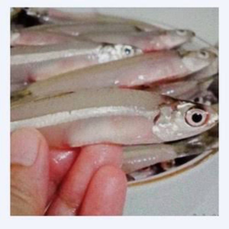 

Ikan Teri Selasih (Teri Jumbo)