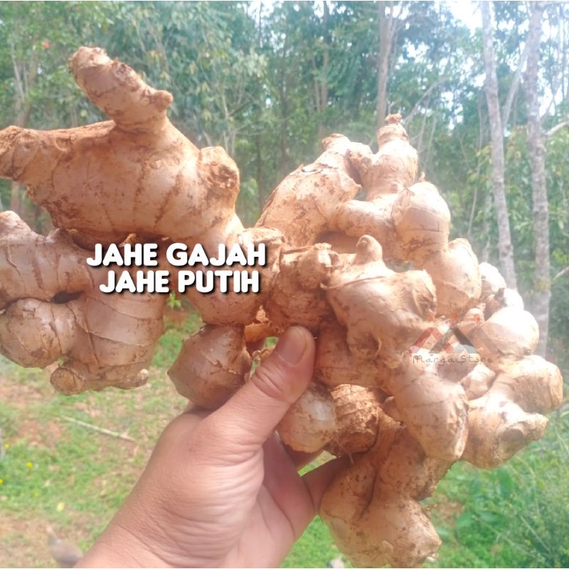 

Jahe Gajah Jahe Gajah Segar 1 Kg Jahe Gajah 1kg | Jahe Segar